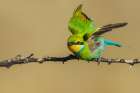 Swallow-tailed bee-eater taking flight in southern Africa Art Print